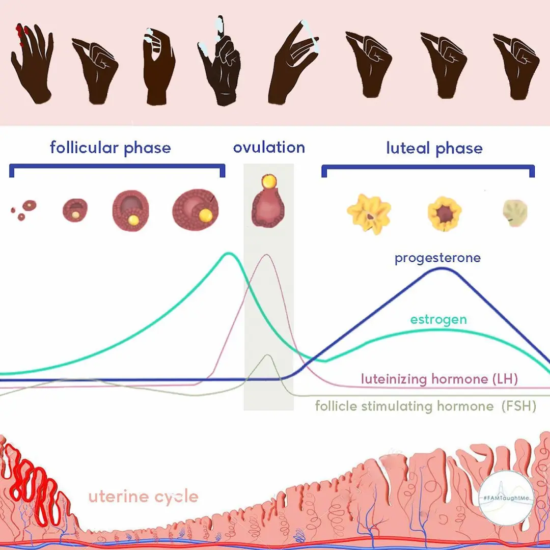 fertility and impending ovulation